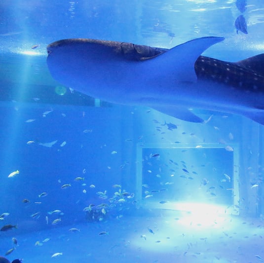 のとじま水族館